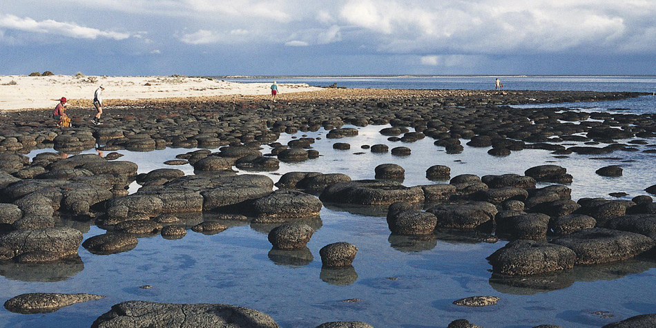 Evolution of the Biosphere and Biogeoscience